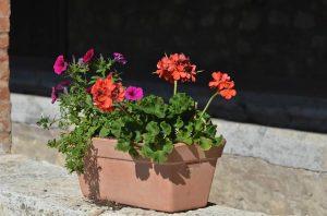 13567160_1047199471994647_3672730554401249478_n