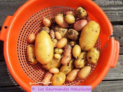 Pommes de terre du jardin