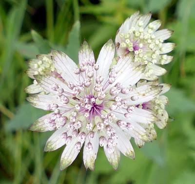 Fleurs des Alpes à Mittenwald: Astrantia / Sterndolde /Astrance