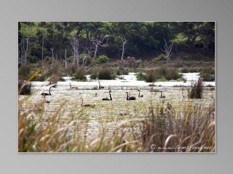 Australie Great Ocean Road GOR old great ocean road cygne noir