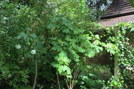 5 hydrangea quercifolia veneux 30 juin 2016 008.jpg