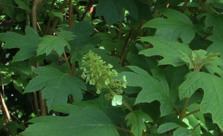 6 hydrangea quercifolia veneux 30 juin 2016 008.jpg