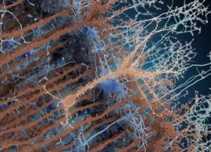PLASTICITÉ CÉRÉBRALE: Elle est dans la dynamique synaptique  – Institut Pasteur et Neuron