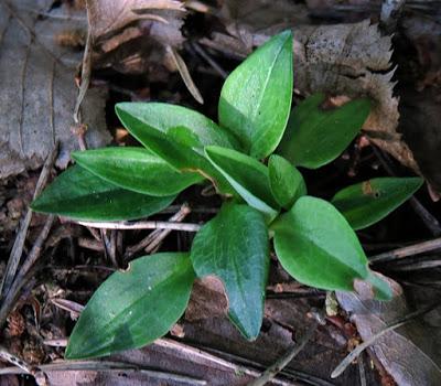 Goodyère rampante (Goodyera repens)