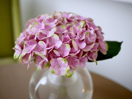 Sur les terres de Sanoflore