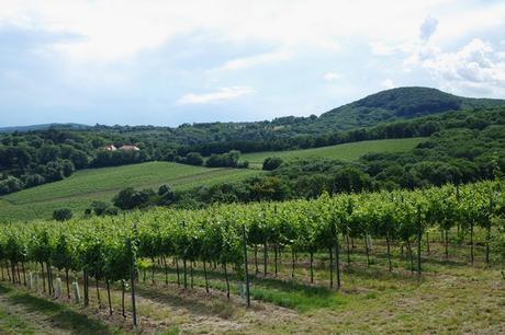 vienne döbling stadtwanderweg 1 kahlenberg nussdorf randonnée vignes