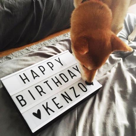 Light Box Happy Birthday Kenzo Shiba Inu Blog France