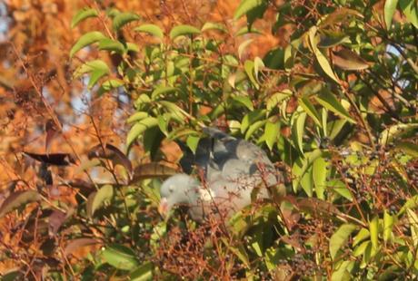 5 ligustrum lucidum paris 12 nov  2011 157 (4).jpg