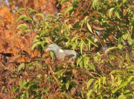 4 ligustrum lucidum paris 12 nov  2011 157 (2).jpg
