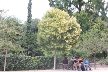 1 ligustrum lucidum paris 2 juil 2011 362.jpg