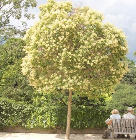 2 ligustrum lucidum paris 21 juil  2012 295 (1).jpg