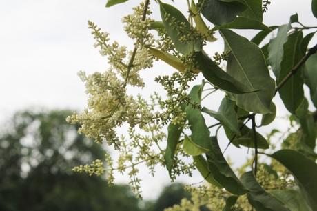 10 ligustrum chenaultii paris 23 juin 2012 396.jpg