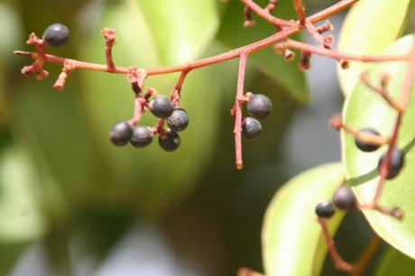 6 ligustrum lucidum paris 27 fev 2011 103.jpg
