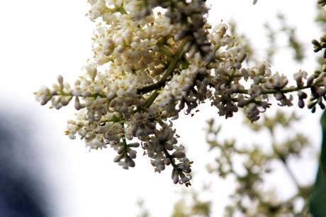 11 ligustrum chenaultii paris 23 juin 2012 p 395.jpg