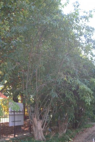 7 ligust ch paris 10 oct  2010 104.jpg