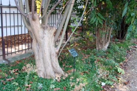 8 ligustrum chenaultii paris 10 oct  2010 105.jpg
