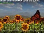 Tournesol, malgré leur tournent