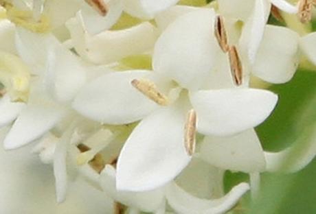 6 troène fl 3 juin 2008 187.jpg