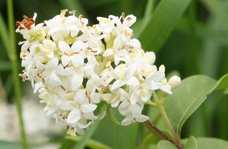 5 troène 3 juin 2008 187.jpg