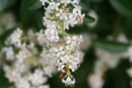 4 troène 13 juin 2008 008.jpg