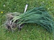 Comment repiquer poireaux