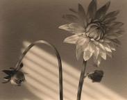 James Pitts - Peony Flowers and Bud