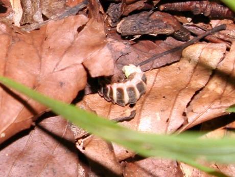 8 lampyre fem 24 juin 027.jpg