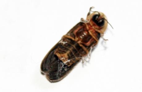 15 lampyre  sonnette 31 juillet 2008 015.jpg