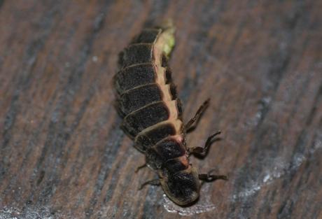 6 lampyre veneux 14 juillet 2016 003.jpg