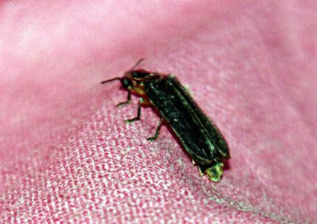 13 lampyre pp 2 juil 027.jpg