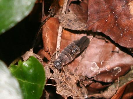 9 lampyre 24 juin 002.jpg