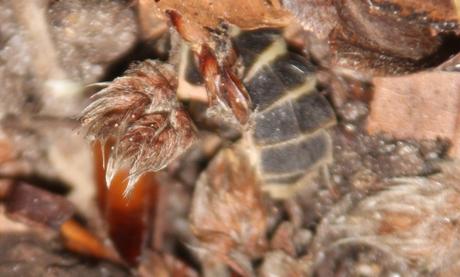 3 lampyre rec veneux 14 juil 2016 008.jpg