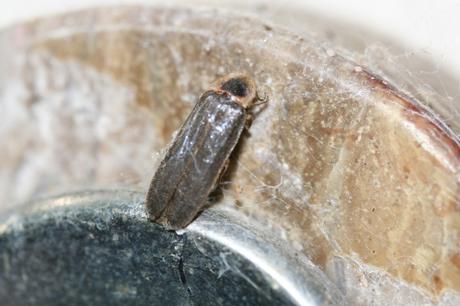 10 lampyre  sonnette 31 juillet 2008 006.jpg