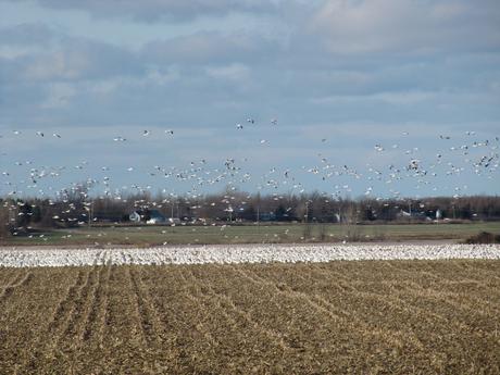 Canada - Les oies
