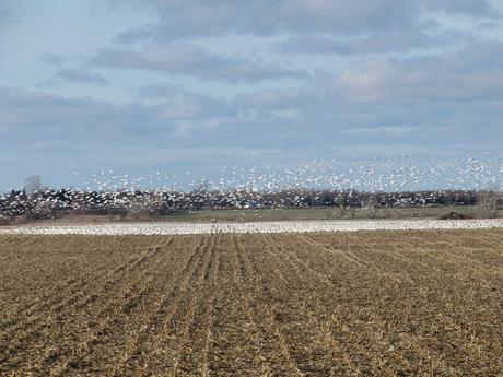 Canada - Les oies