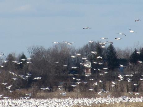 Canada - Les oies