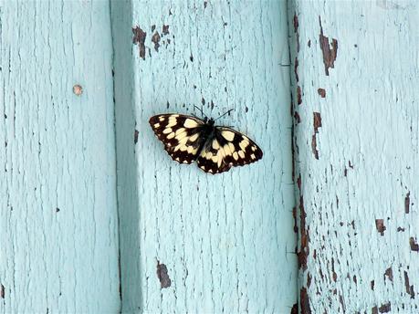 pourquoi aimons-nous tant  les papillons ?