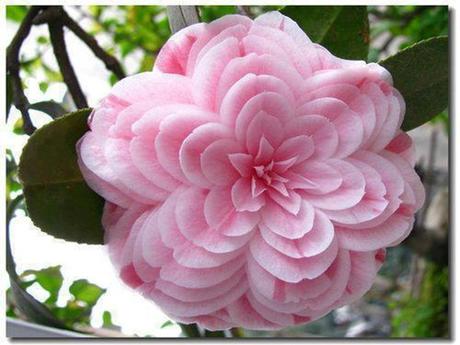 Divers - PPS reçu - 1