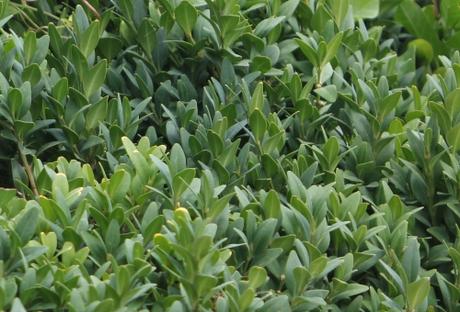 8 buxus semper feuilles paris 21 juil  2012 043.jpg