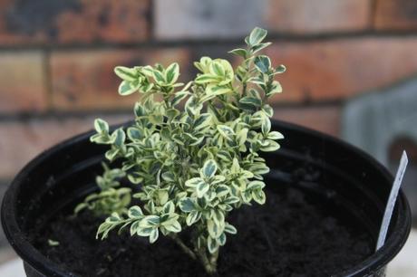 1 buxus elegantissima 1 fév 2013 001.jpg