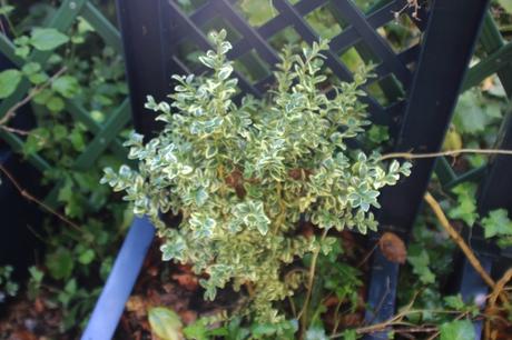 2 buxus elegantissima veneux 16 juil 2016 018 (1).jpg