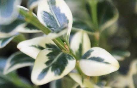 5 buxus elegantissima rec veneux 16 juil 2016 018 (3).jpg