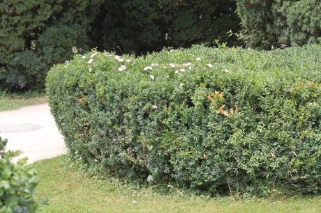 9 buxus suffruticosa paris 21 juil  2012 037.jpg