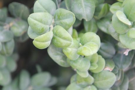 1 buxus suffruticosa paris 21 juil  2012 041.jpg