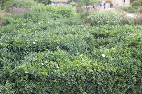 7 buxus sempervirens paris 21 juil  2012 042.jpg