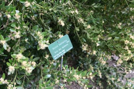 buxus balearica 9 avril 084.jpg