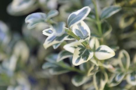 3 buxus elegantissima veneux 16 juil 2016 018 (5).jpg