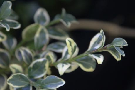 4 buxus elegantissima veneux 16 juil 2016 018 (6).jpg