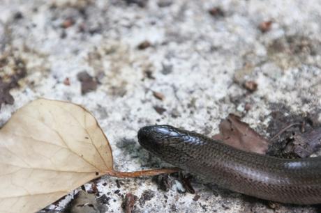 2 orvet veneux 16 juil 2016 006 (6).jpg