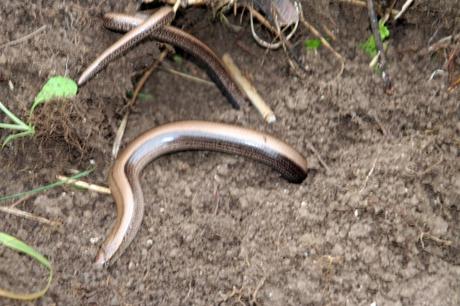 7 orvet romi 1 juin 020.jpg